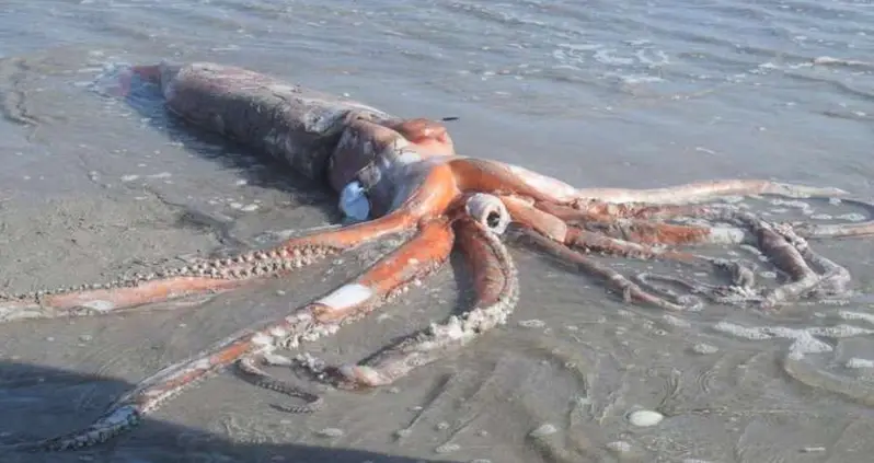 Giant Squid The Length Of A Volkswagen Washes Up On A South African Beach