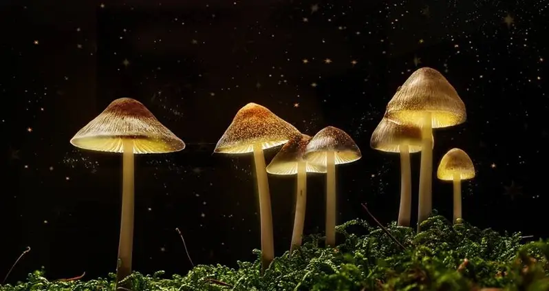 Hallucinogenic Mushrooms Trigger ‘Ego Death’ That Could Be Used To Treat Depression, Study Says