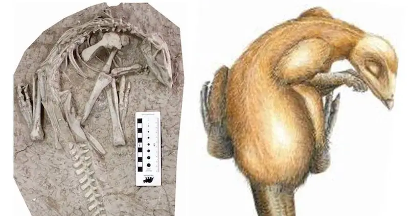 New Species Of 125-Million-Year-Old Dinosaur Found Perfectly Preserved In ‘Cretaceous Pompeii’