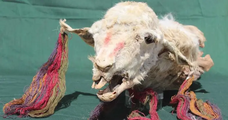The Incas Buried These Llamas Alive 500 Years Ago — Now They’re Perfectly Preserved