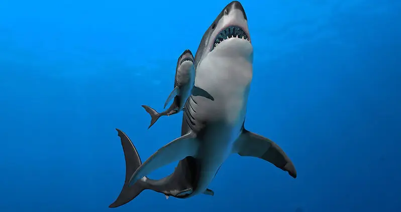 Study Finds Newborn Megalodon Sharks Were Terrifying 6-Foot Cannibals