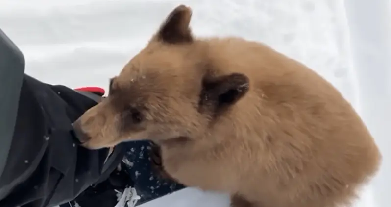 California Bears Are Getting A Little Too Friendly With People — And A Virus May Be To Blame