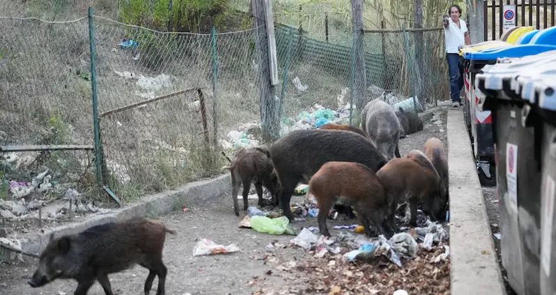 Rome Has Just Been Invaded By Wild Boars And They’ve All But Taken Over The City
