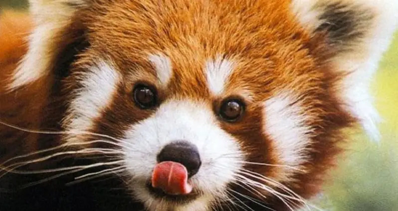 The Seven Cutest Animals In The World You’ve Never Seen
