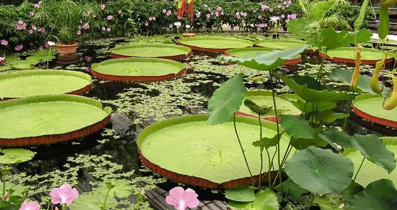 Six Of The World’s Strangest Plants