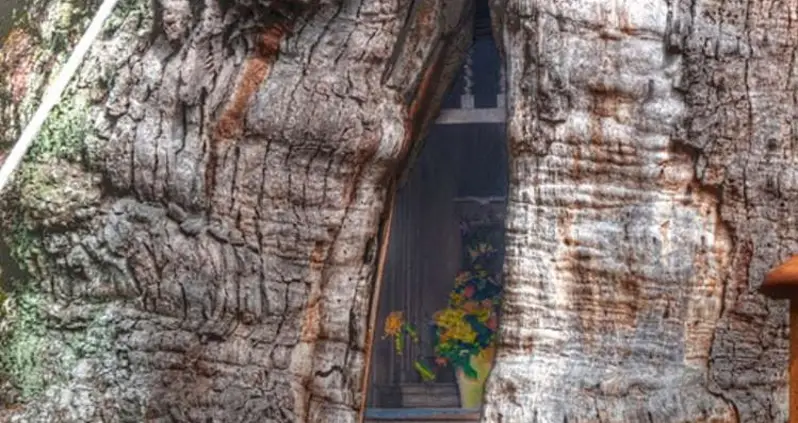France’s Incredible Oak Chapel