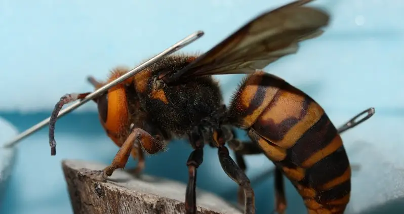 The World’s Deadliest Animals You Don’t Know About