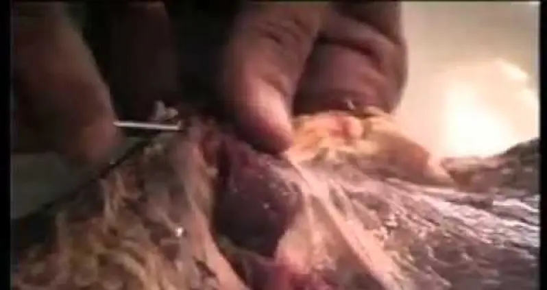 The World’s Most Bizarre Art