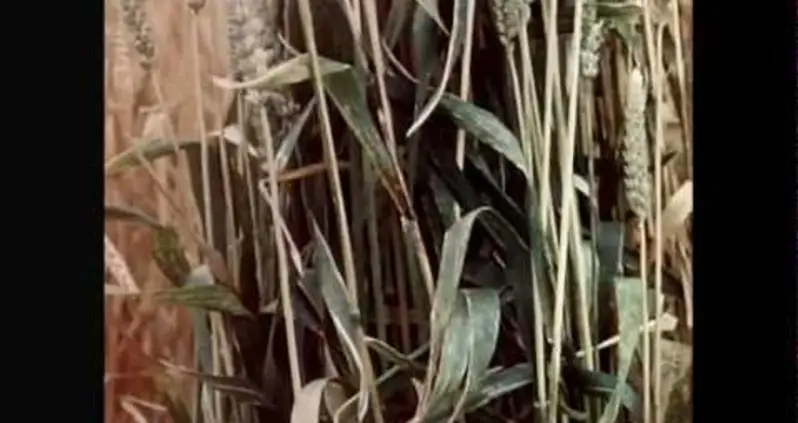 The Seven Greatest Humanitarians In History