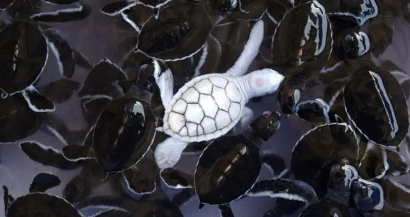 Animal Albinism: A World Of White