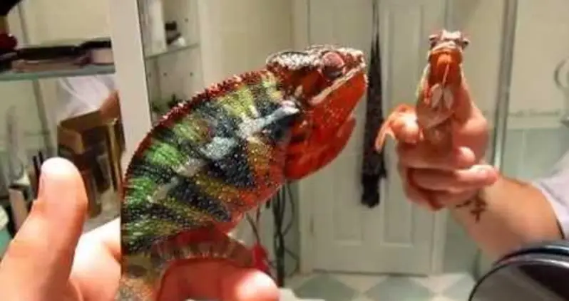 The Most Incredibly Colorful Animals You’ve Never Seen