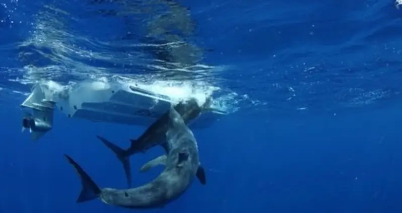 The Coolest Sharks In The World