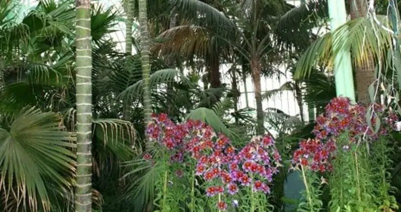Belgium’s Royal Greenhouses of Laeken