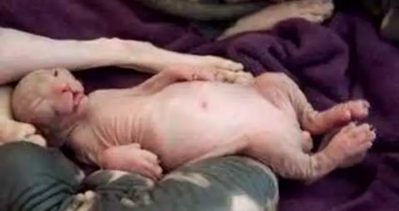 The 5 Ugliest Cat Breeds In The World