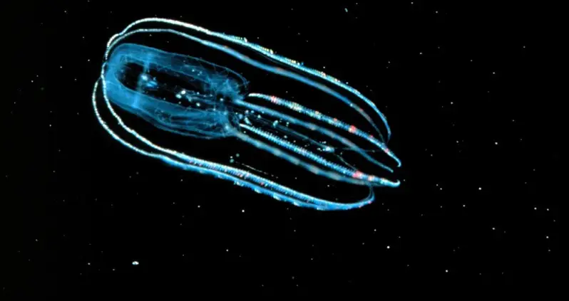 The Lustrous Light Of Foxfire Bioluminescence