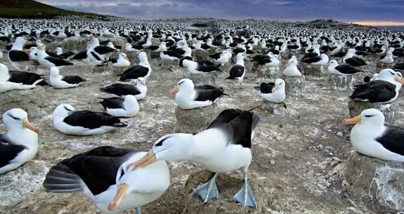 20 Spellbinding Animal Migration Photos