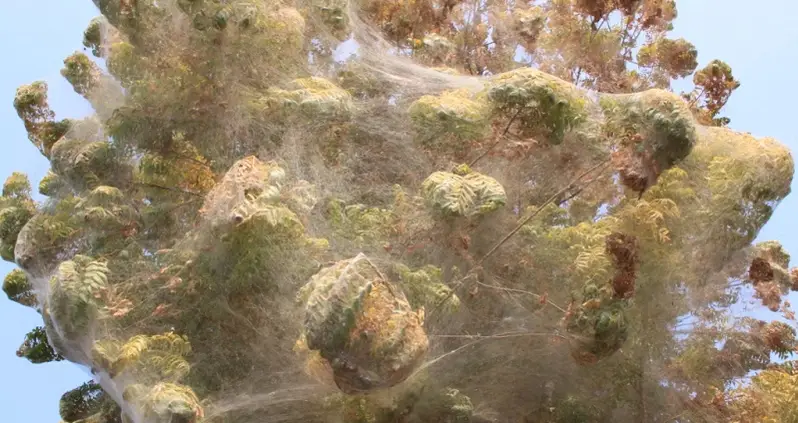 Pakistan’s Incredible Cocooned Trees