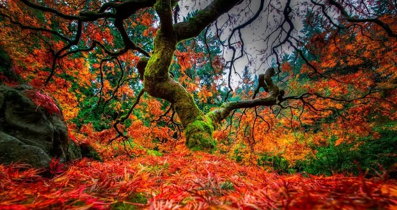 Portland’s Breathtaking Japanese Gardens