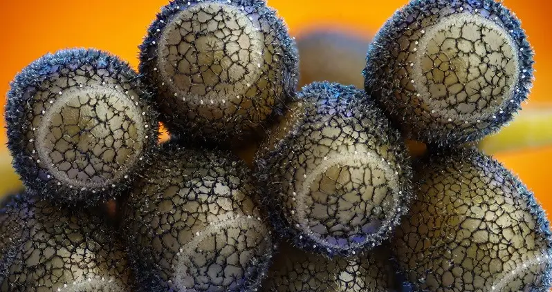 7 Totally Awesome (and Terrifying) Objects Under a Microscope