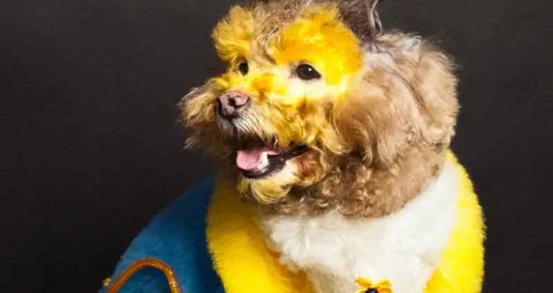 Paul Nathan: Capturing The World Of Creative Dog Grooming