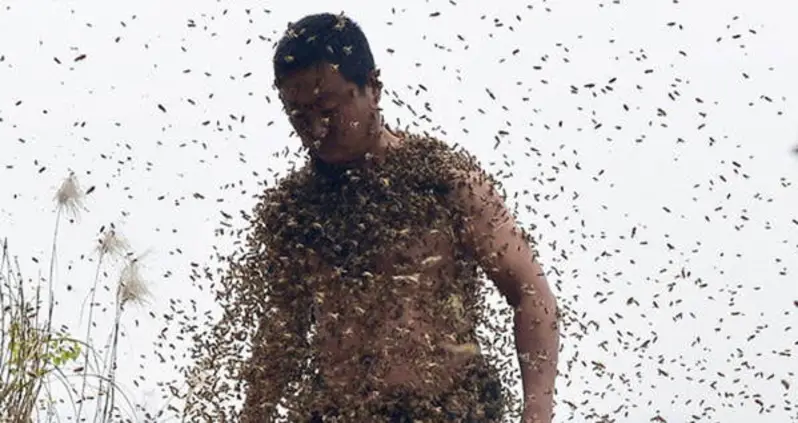 Bee Beards, Your New Favorite Hobby