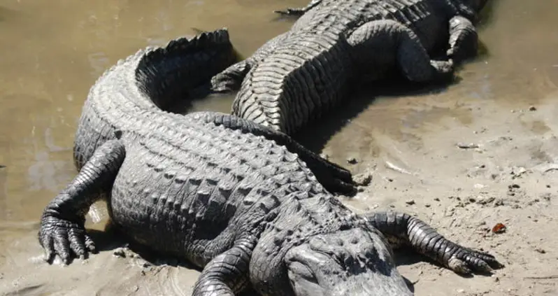 The 20 Craziest Laws In The United States