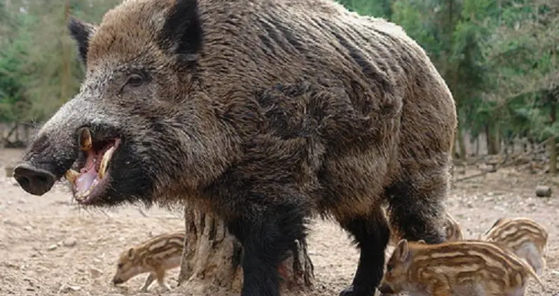 The Totally Weird Origins Of English Idioms