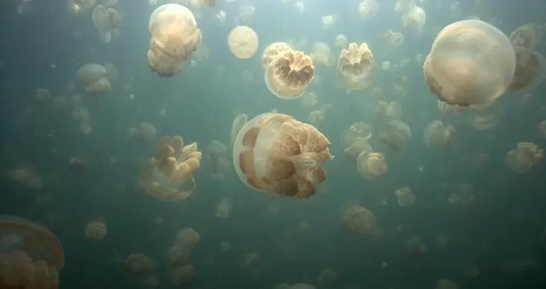 Natural Phenomena That Science Has Trouble Explaining