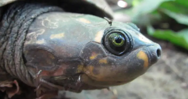 The 8 Ugliest Animals You’ll Ever Lay Eyes On