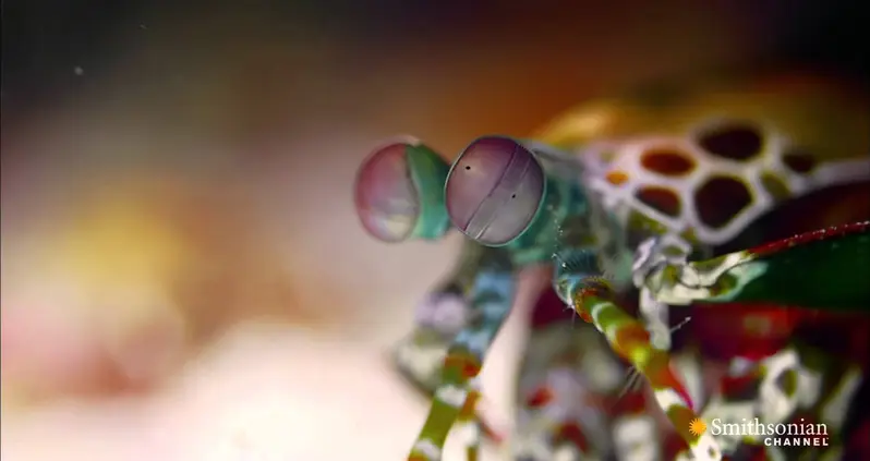 5 Animals With Superpowers Way Cooler Than X-Men