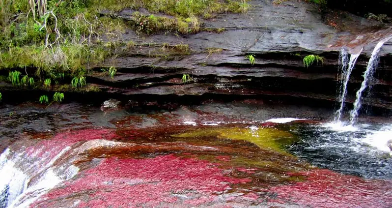 No, You’re Not On Drugs: Colombia’s River Of Five Colors Is Real