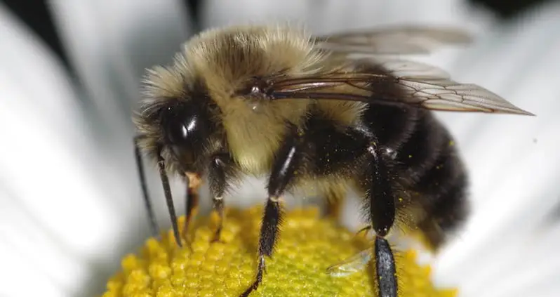 The Lifecycle Of A Queen (Bumble) Bee
