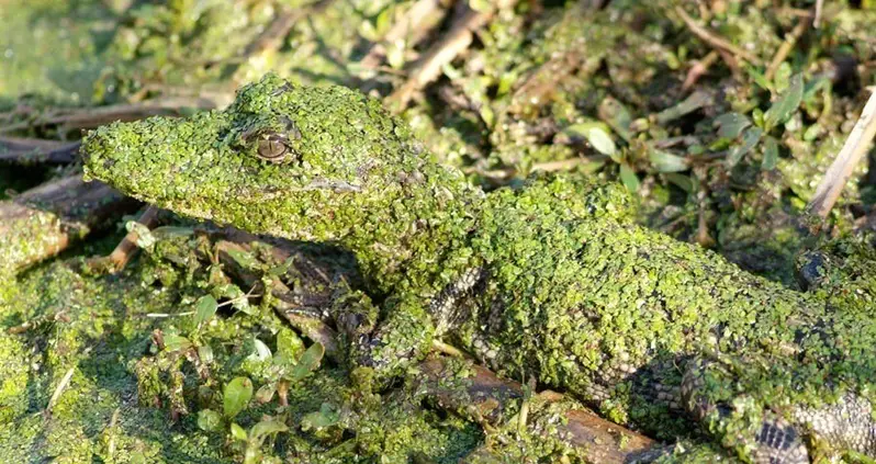 Animal Camouflage: When Survival Meets Beauty