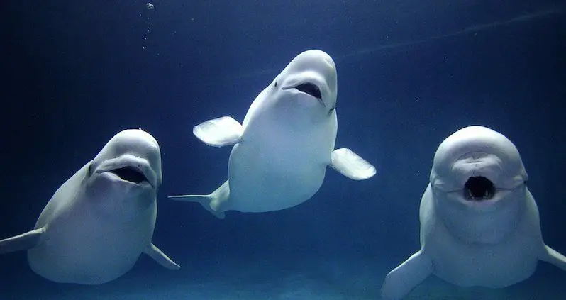 Are You Smarter Than A Cetacean?