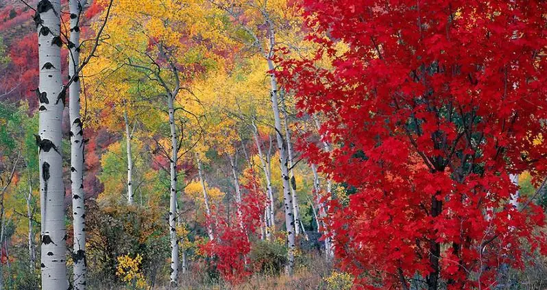 30 Colorful Fall Photos To Get You Excited For The Changing Of Seasons