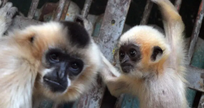 The Four Rarest Animals On Earth
