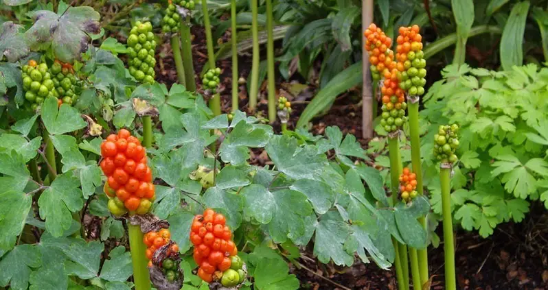 Don’t Stop and Smell These Flowers: The Poison Garden at Alnwick
