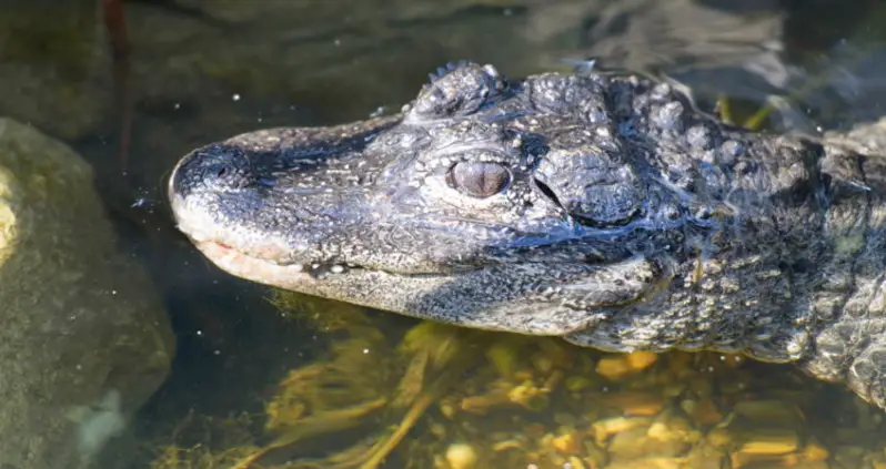 15 Endangered Animals You Should Know About
