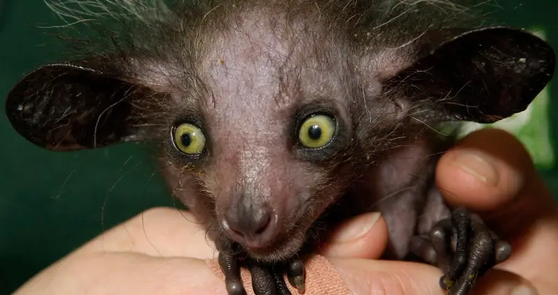 Everything You Ever Wanted To Know About Lemurs