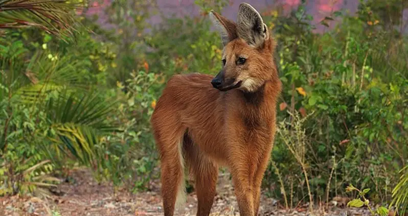 13 Interesting Animals You Didn’t Know Existed