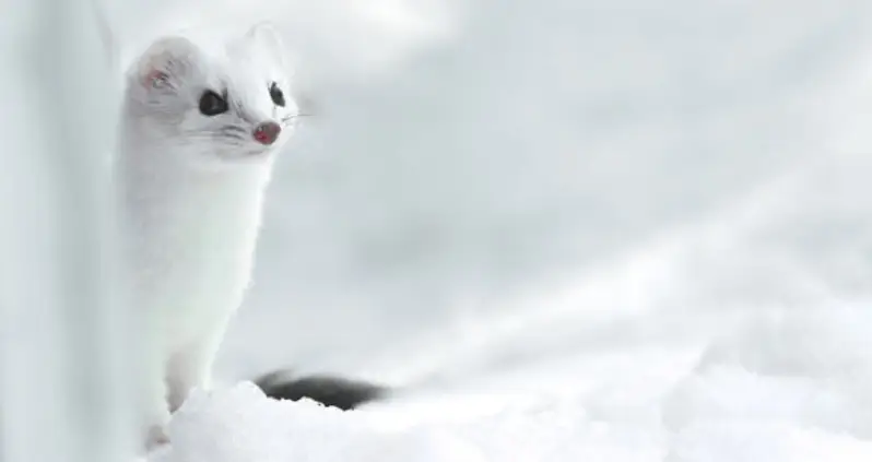 Surviving Winter In The Arctic: Animal Adaptations