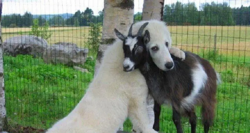 10 Animals That Actually Held Political Office