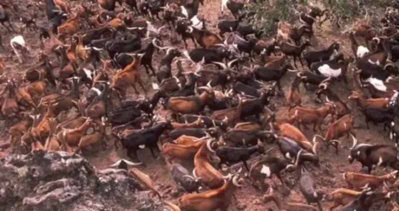 Project Isabela: When Slaughtering 250,000 Goats Meant Saving A Species