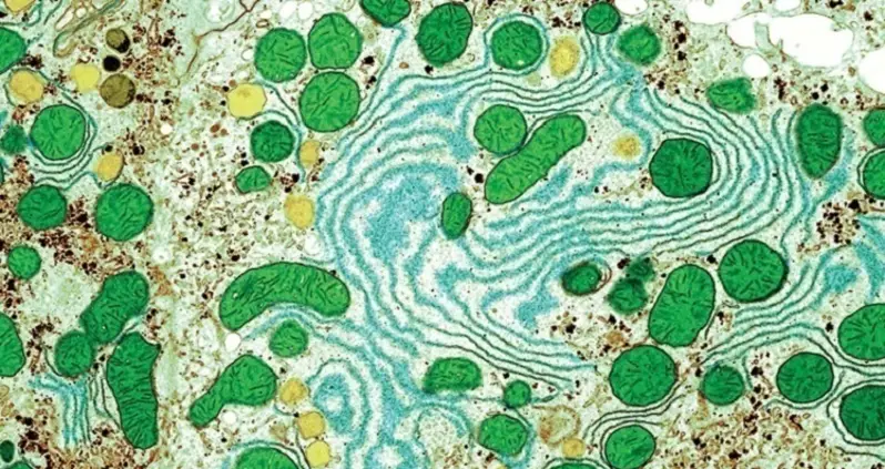 Your Body Under The Microscope