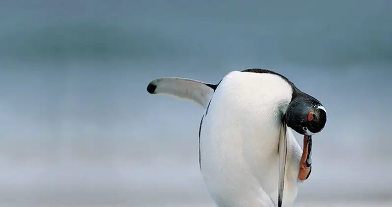 25 Fun Penguin Facts In Honor Of World Penguin Day