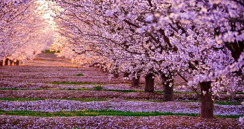 29 Swoon-Worthy Pictures Of Japanese Cherry Blossoms