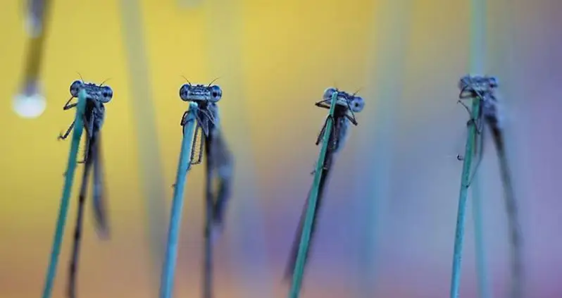 Meet The Damselfly, Your New Favorite Insect