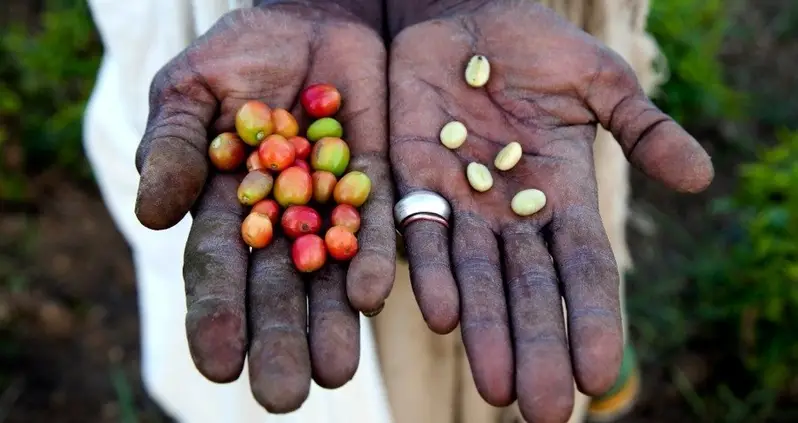 Kaldi And The Dancing Goats: How One Boy “Discovered” Coffee