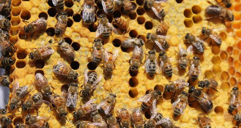 Everything You Could Ever Want To Know About The Secret Life Of Bees
