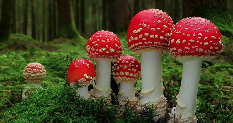 Colorful, Mystical And (Sometimes) Fatal: 31 Photos Of The World’s Coolest Mushrooms